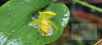 Pleurothallis cordata